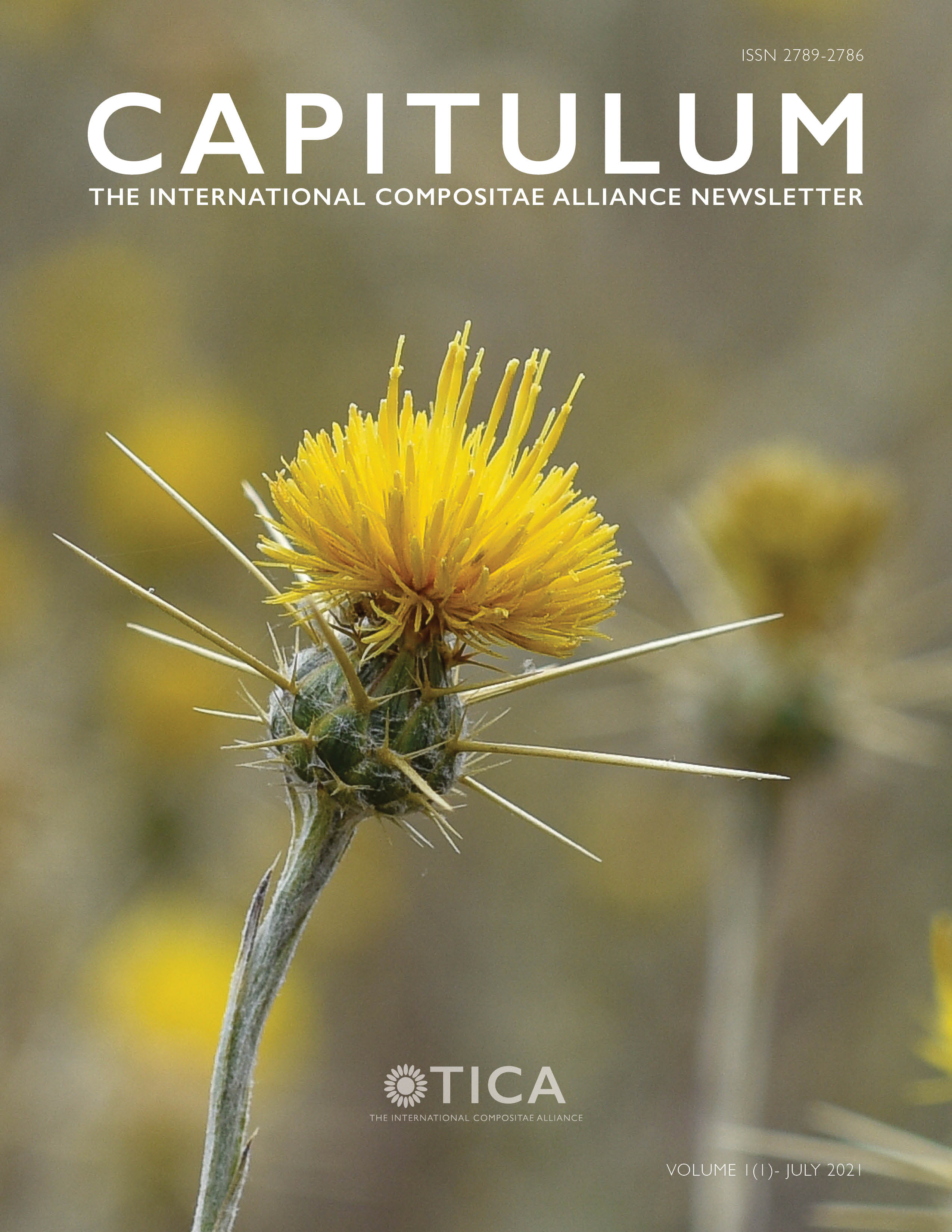 Cover of Capitulum, volume 1, issue 1 showing the lateral view of Centaurea solstitialis head in bloom.