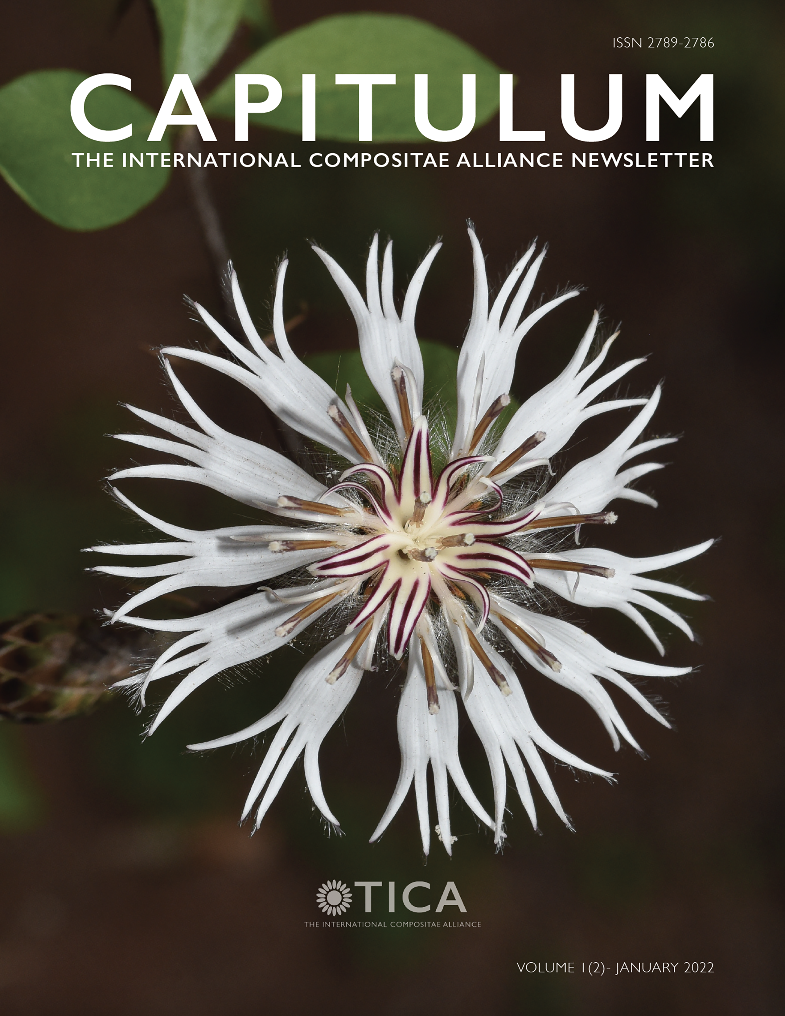 Cover of Capitulum, volume 1, issue 2 showing the superior view of Barnadesia odorata head in bloom.