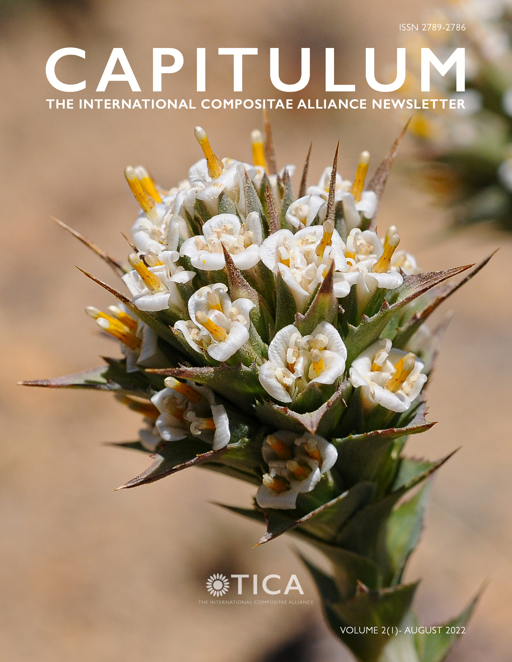 Cover of Capitulum, volume 2, issue 1 showing clustered heads of Nassauvia pyramidalis in bloom.