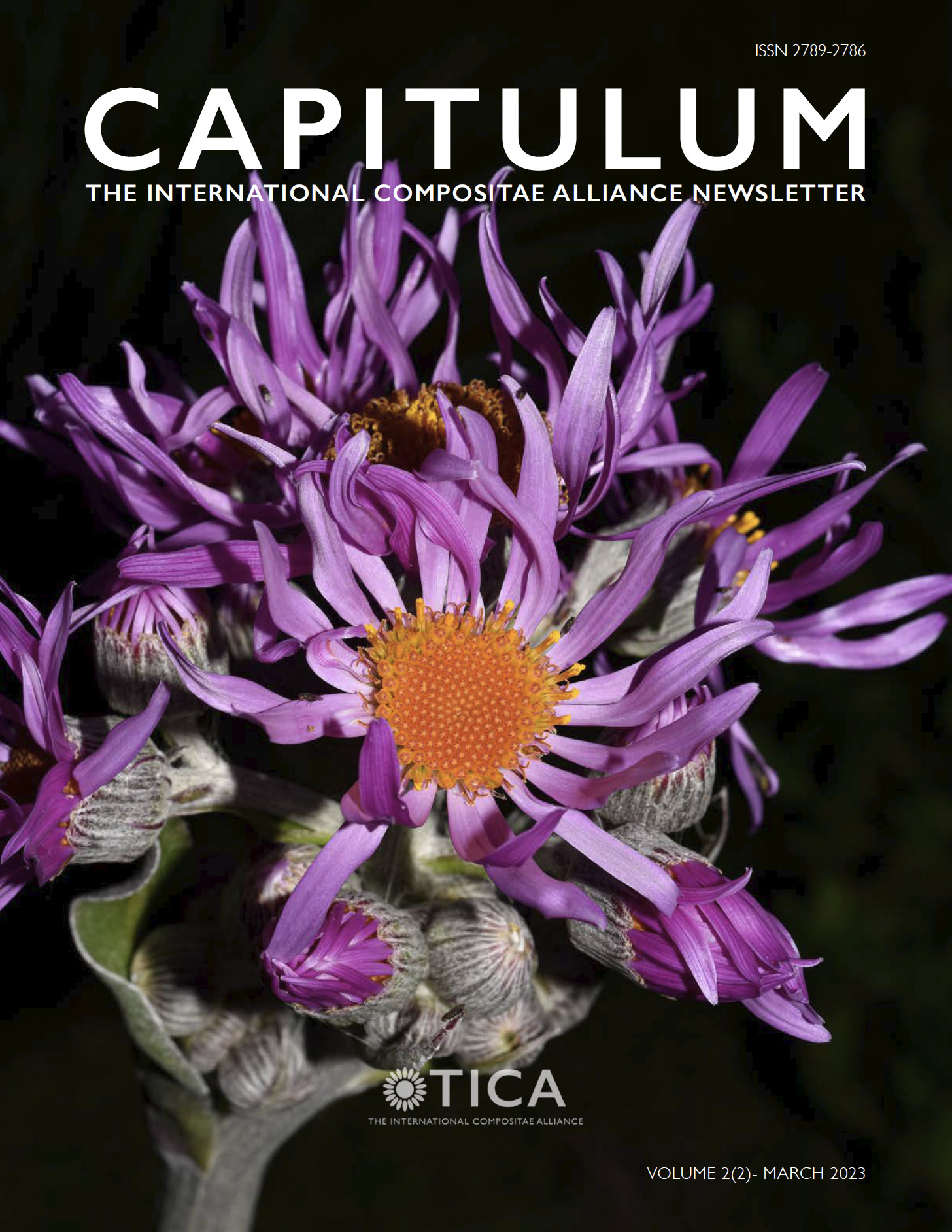 Cover of Capitulum, volume 2, issue 2 showing heads of Senecio iccoglosus in bloom.
