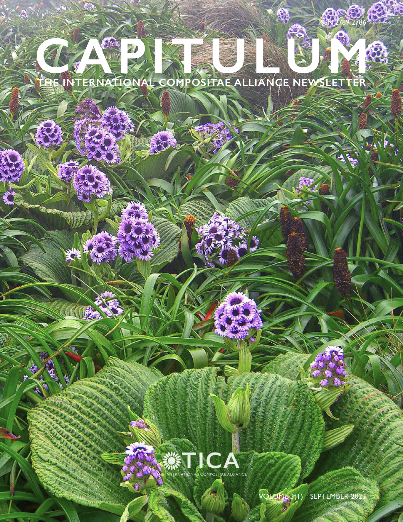 Cover of Capitulum, volume 3, issue 1 showing Pleurophyllum speciosum Hook.f. in flower in a megaherb field