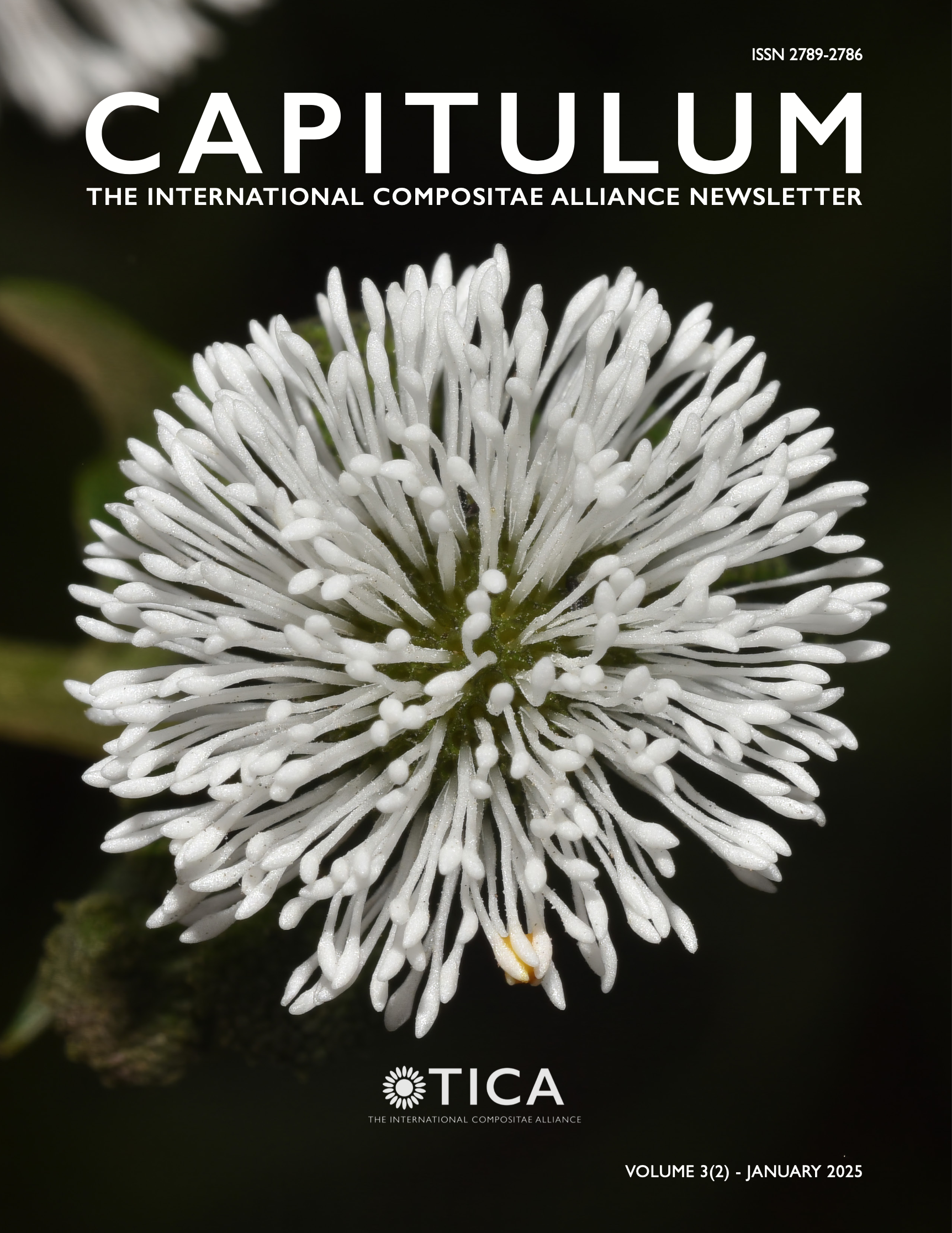 Cover of Capitulum, volume 3, issue 2 showing Gymnocoronis spilanthoides DC., featuring a discoid capitulum in which all the visually appealing structures are the style branches