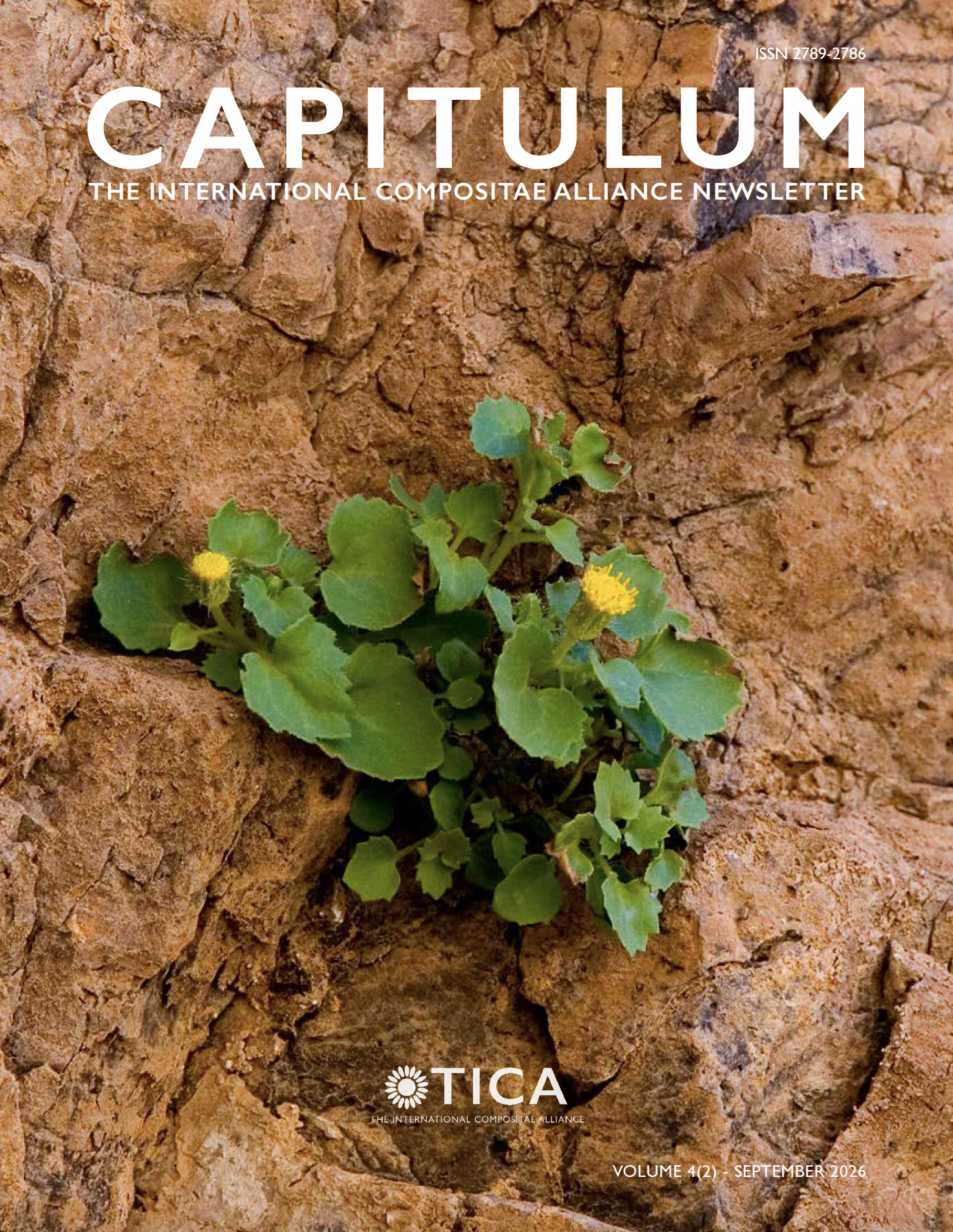 Cover of Capitulum, Volume 2, issue 2: Rare Laphamia cernua Greene in the  Organ Mountains of southern New Mexico where it grows on difficult to reach, bare, rhyolitic cliffs.